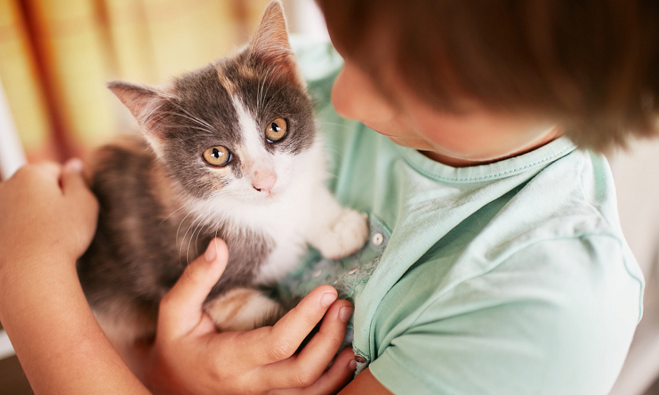 Pension Pour Chats Rentable Et Primée Avec Maison Classée Grade II Et Annexe Sur Une Propriété De 1 Acre Dans Le Norfolk 1
