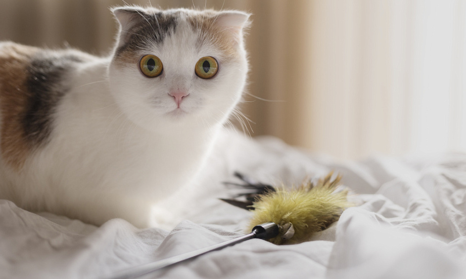 Pension féline agréée 5 étoiles pour 30 chats située à Nottingham 1