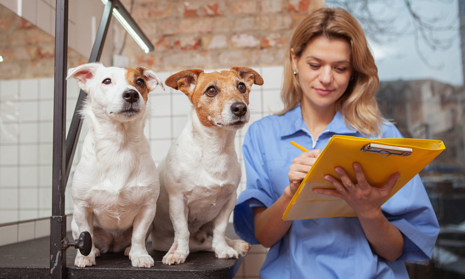 Entreprise De Soins Pour Animaux À Vendre À Maldon Essex Avec Personnel Expérimenté Et Potentiel D'Expansion 1