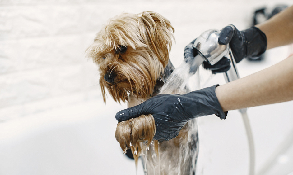Spa de Toilettage de Luxe pour Chiens à Horsforth, Leeds avec Soins Haut de Gamme et Potentiel d'Expansion 1