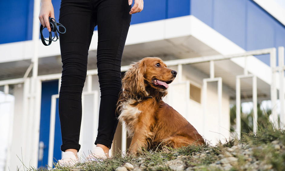 Entreprise Florissante de Promenade Canine & Pension à Domicile à Vendre à Orpington 1