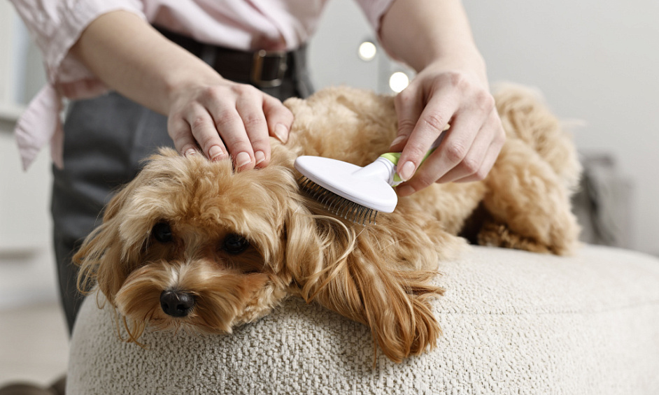 Spa de toilettage de luxe pour chiens à Londres, £90k chiffre d'affaires, 2350+ clients à vendre 1