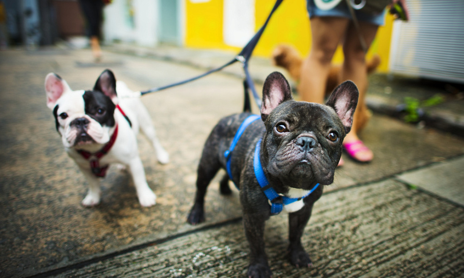 Entreprise de promenades collectives et de garderie pour chiens à Londres à vendre 1
