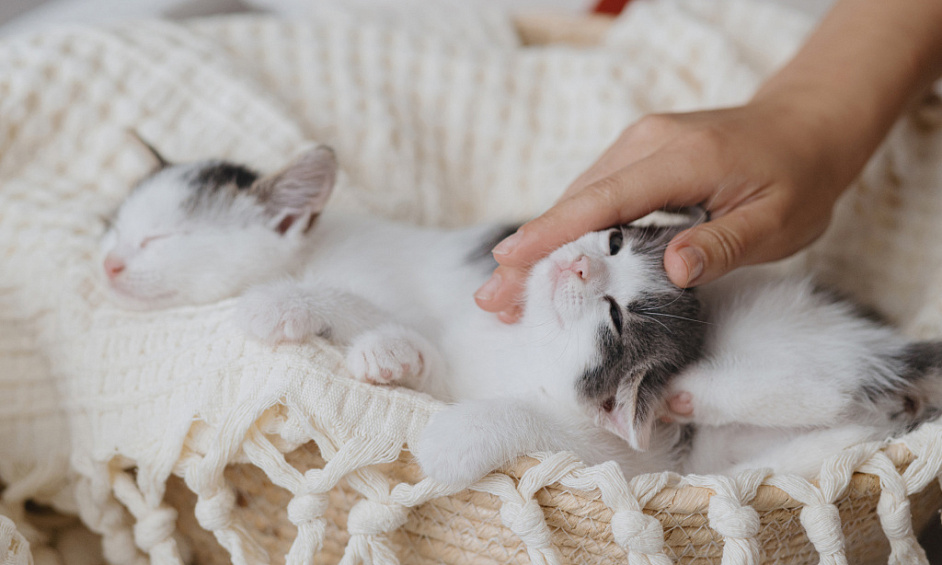 Hôtel Cinq Étoiles De Luxe Pour Chats Sur 3 Acres À Bromley Green Kent À Vendre 1