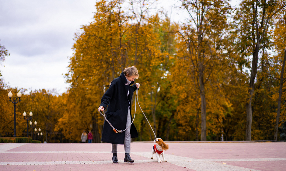 Franchise Rentable De Promenade De Chiens À Castleford West Yorkshire Disponible À La Revente 1