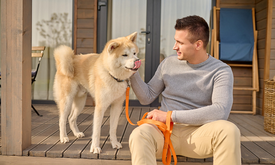 Entreprise de garde de chiens et de pension à domicile Barking Mad à vendre à Bracknell Berkshire 1