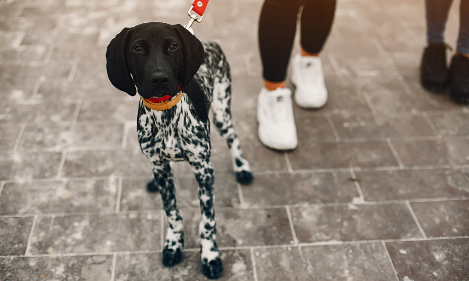 Entreprise Rentable De Promenade De Chiens Basée À Londres À Vendre, Fort Potentiel De Croissance 1