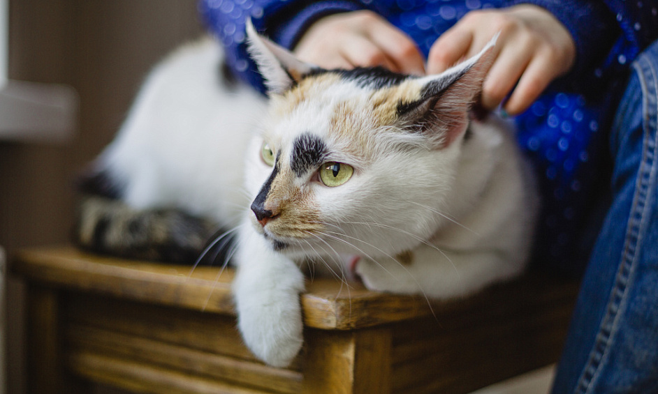 Chenils et chatterie agréés avec maison à vendre dans la zone semi-rurale d'Ipswich, Suffolk 1