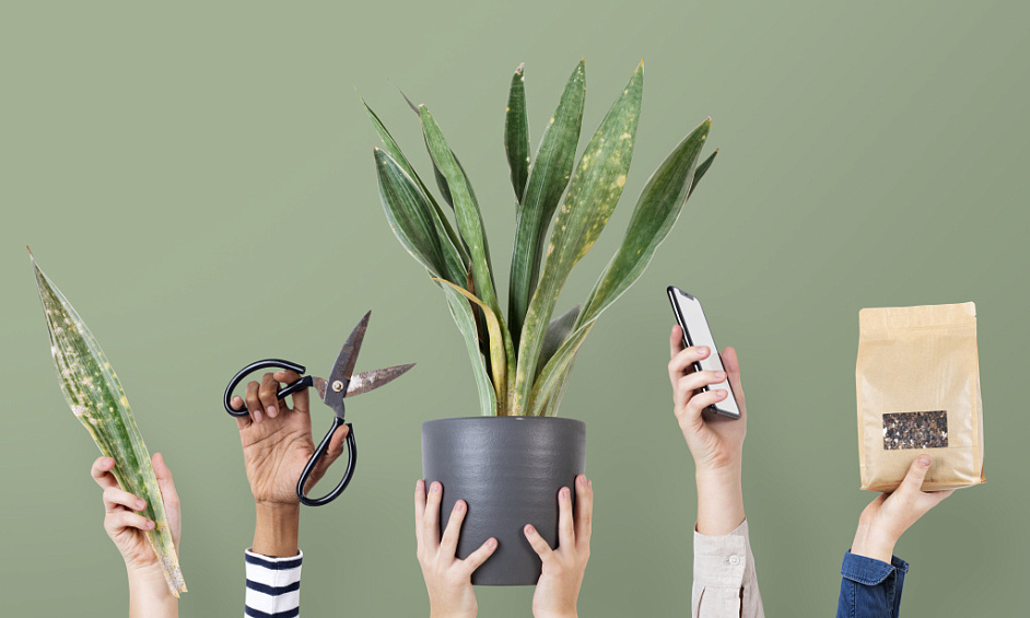 Unique & Thriving E-Commerce Plant & Accessories Business For Sale 1