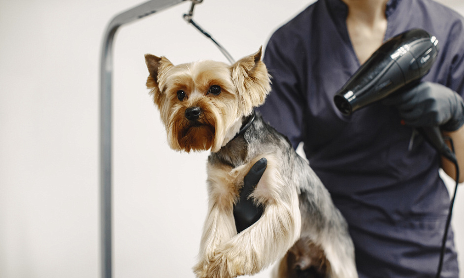 Salon de Toilettage pour Chiens Rentable à Bournemouth Dorset avec Potentiel de Croissance à Vendre 1
