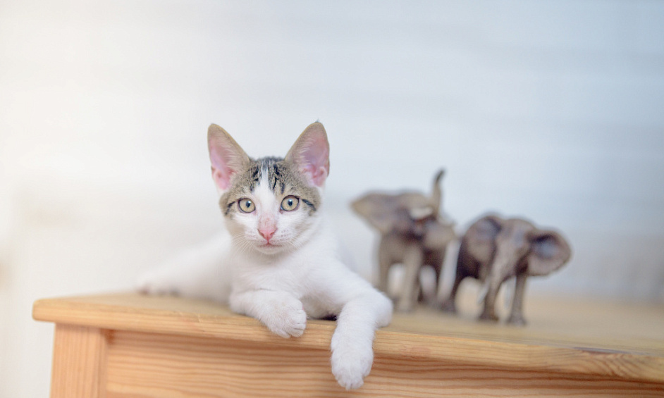 Pension Pour Chats En Pleine Propriété Avec 17 Boxes Climatisés À Romford Londres 1