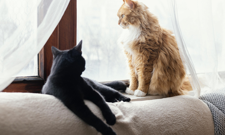 Maison Individuelle Familiale avec Chenils et Chatterie Agréés dans le Suffolk 1