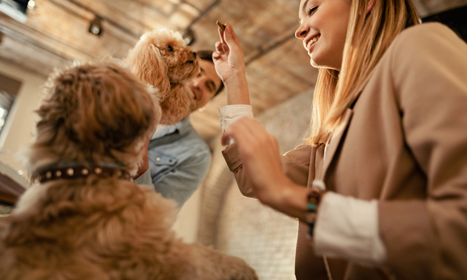 Société de services pour animaux de compagnie établie dans le Warwickshire à vendre, croissance rapide & expansion 1