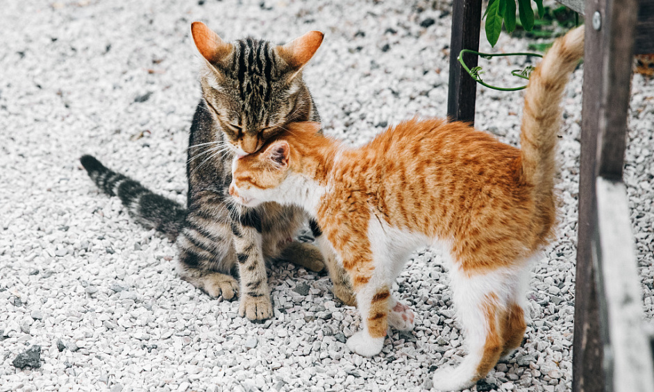 Pension pour chats à vendre à Cirencester Gloucestershire avec accompagnement pour les nouveaux propriétaires 1