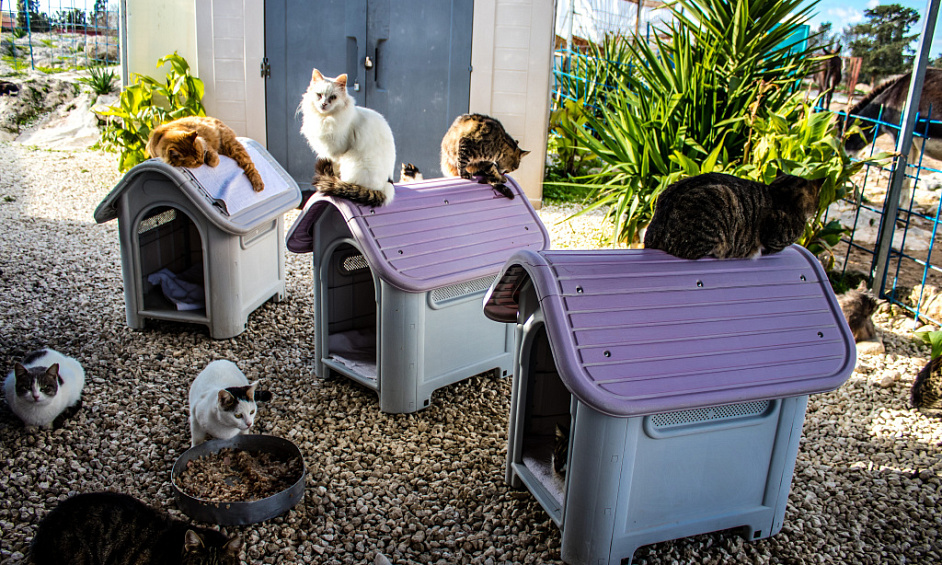 Entreprise de chenils et de chatterie avec résidence à vendre à Poulton-le-Fylde, Lancashire 1 Entreprise de chenils et de chatterie avec résidence à vendre à Poulton-le-Fylde, Lancashire 1
