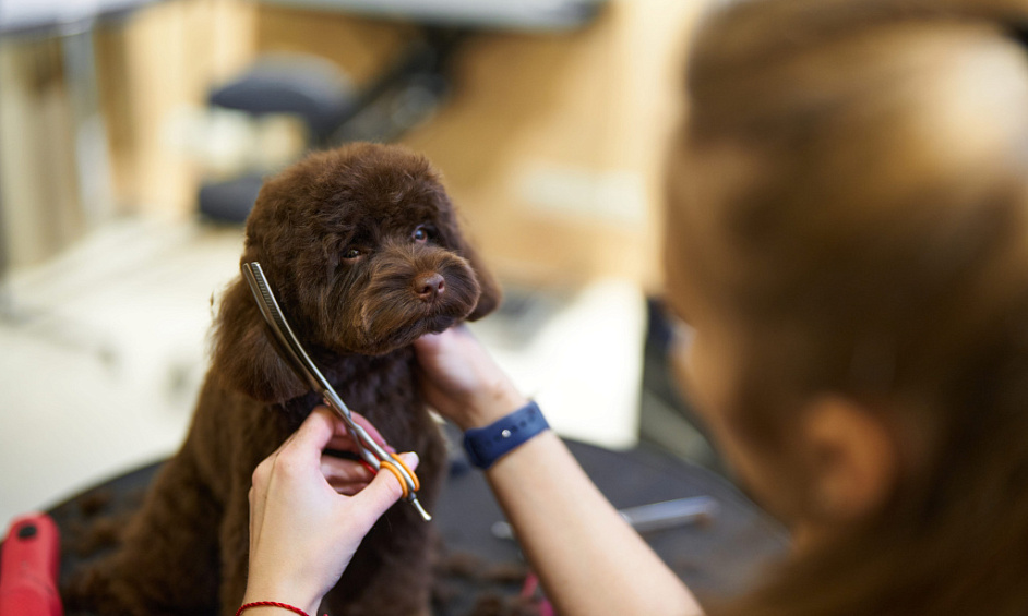Salon De Toilettage Pour Chiens Prospère à Whitchurch Cardiff avec 500+ Clients & Réservations À L'Avance 1 Salon De Toilettage Pour Chiens Prospère à Whitchurch Cardiff avec 500+ Clients & Réservations À L'Avance 1