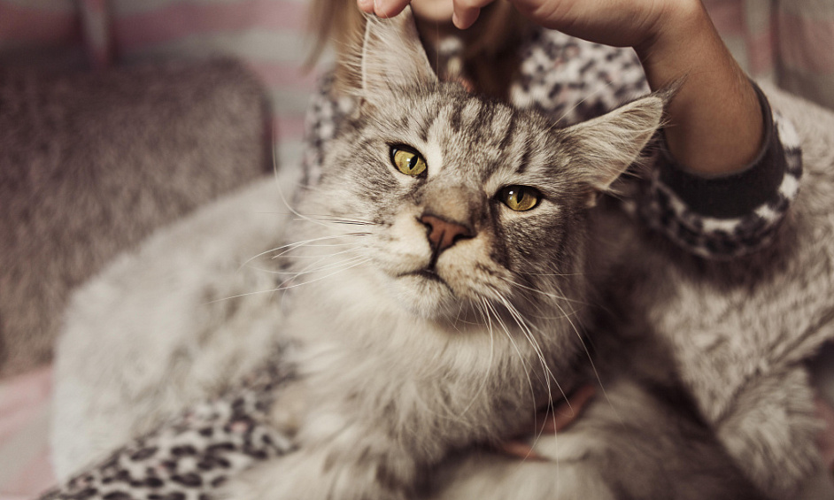 Pension Féline 5 Étoiles Rentable & Entreprise Équestre Avec Maison À Vendre À Normanton, West Yorkshire 1