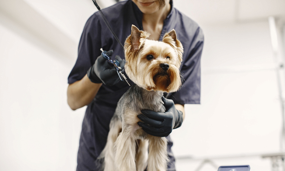 Entreprise De Toilettage Pour Chiens Hautement Réputée Avec Potentiel De Croissance À Vendre À Sutton Coldfield 1