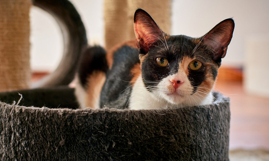 Chatterie Et Maison À Vendre À Tipton, West Midlands Avec Des Espaces De Vie Spacieux 1