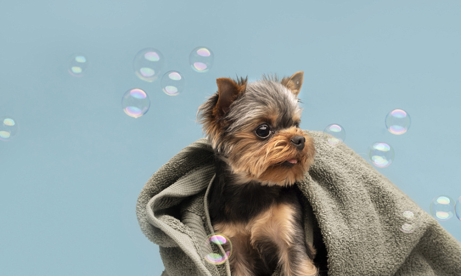 Florissant Du Nord De Londres Salon De Toilettage Pour Animaux avec Clientèle Fidèle & Potentiel D'Expansion à Vendre 1