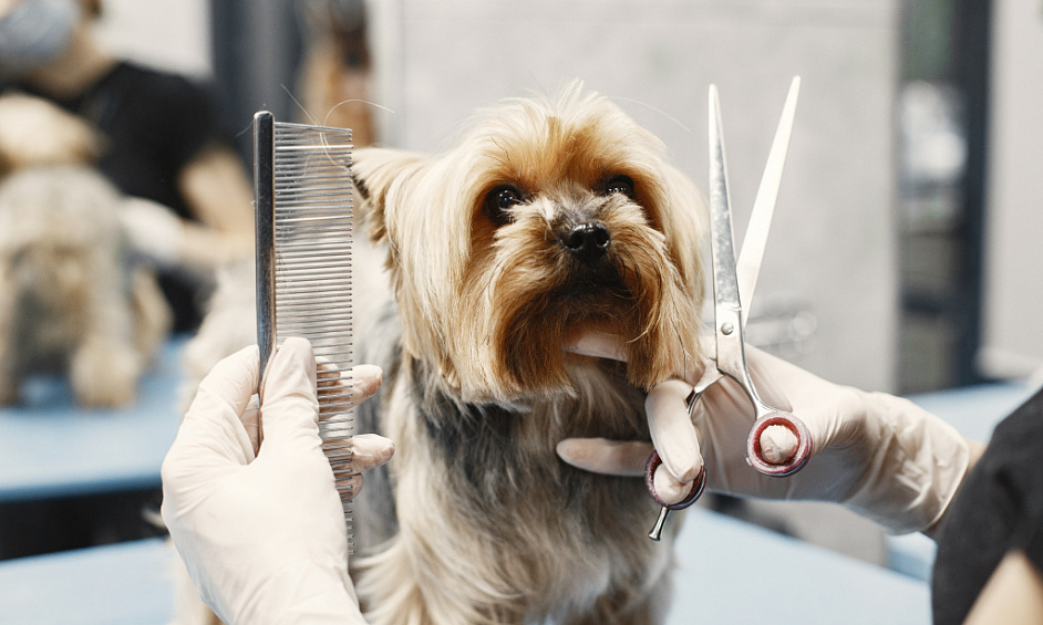 Centre-ville Entreprise de Toilettage pour Chiens à Enniskillen, Comté de Fermanagh À Vendre 1