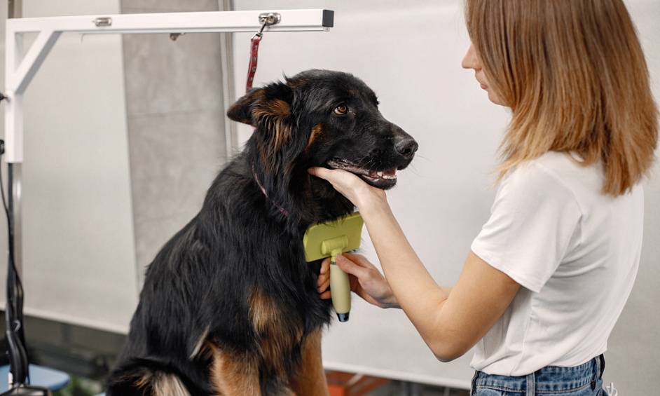 Entreprise de lavage et de toilettage pour chiens à vendre à Dorchester, Dorset 1